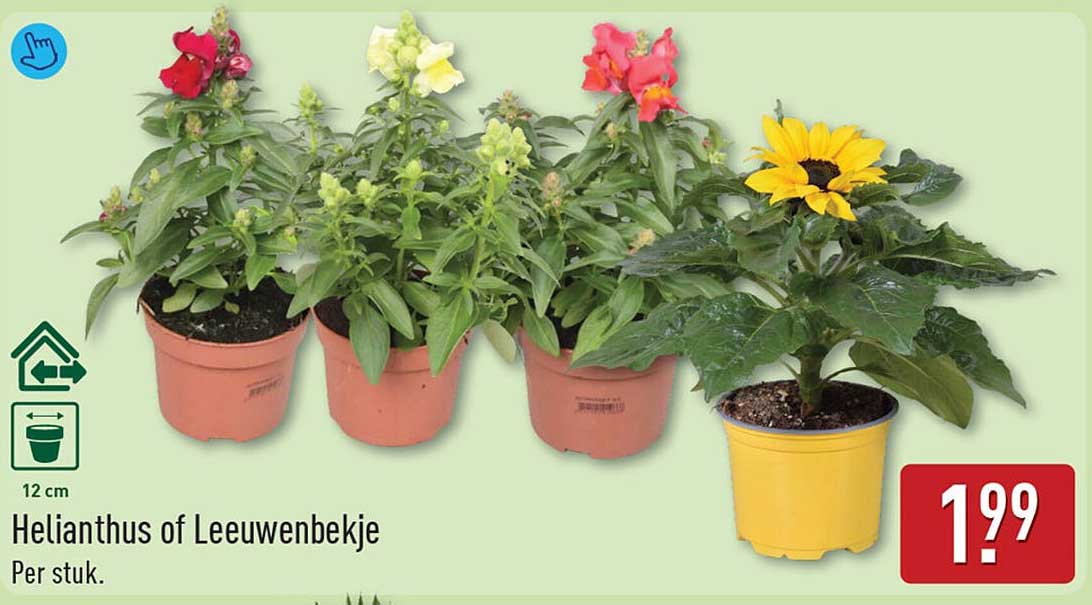 Helianthus of Leeuwenbekje
