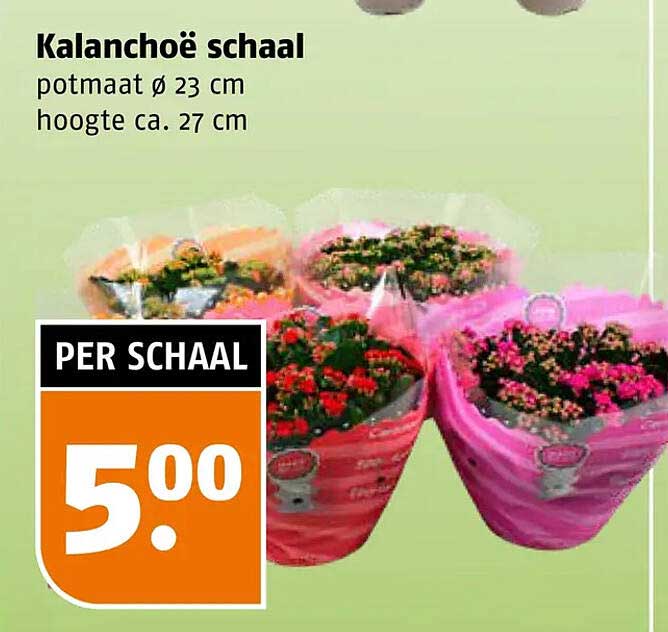 Kalanchoë schaal