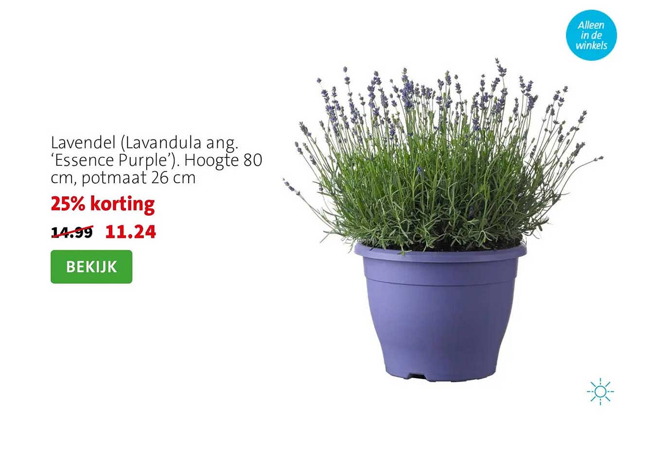 Lavendel (Lavandula ang. ‘Essence Purple’). Hoogte 80 cm, potmaat 26 cm