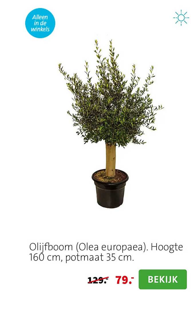 Olijfboom (Olea europaea). Hoogte 160 cm, potmaat 35 cm.