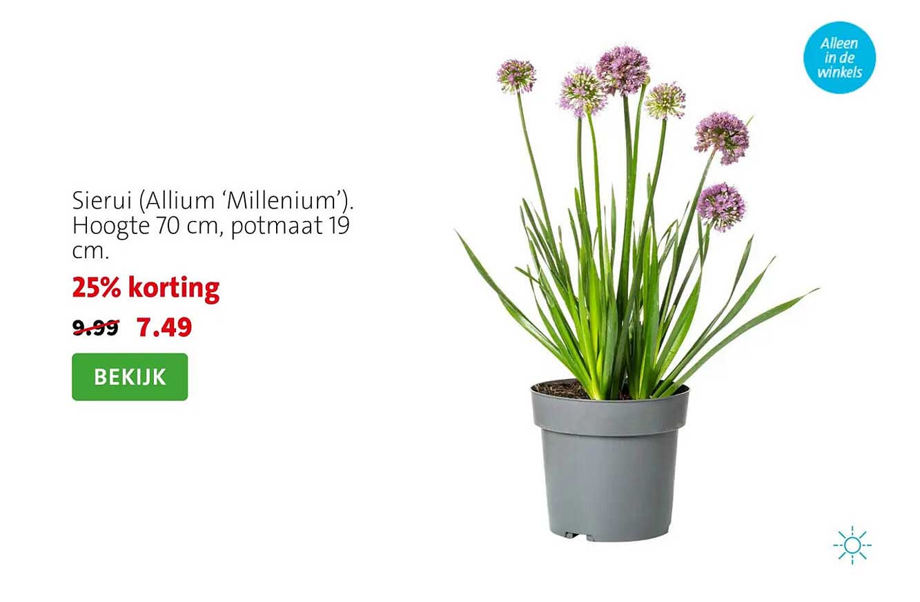 Sierui (Allium ‘Millenium’). Hoogte 70 cm, potmaat 19 cm. 25% korting