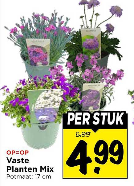 Vaste Planten Mix Potmaat: 17 cm PER STUK
