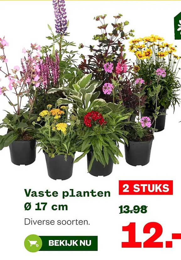 Vaste planten Ø 17 cm Diverse soorten. 2 STUKS