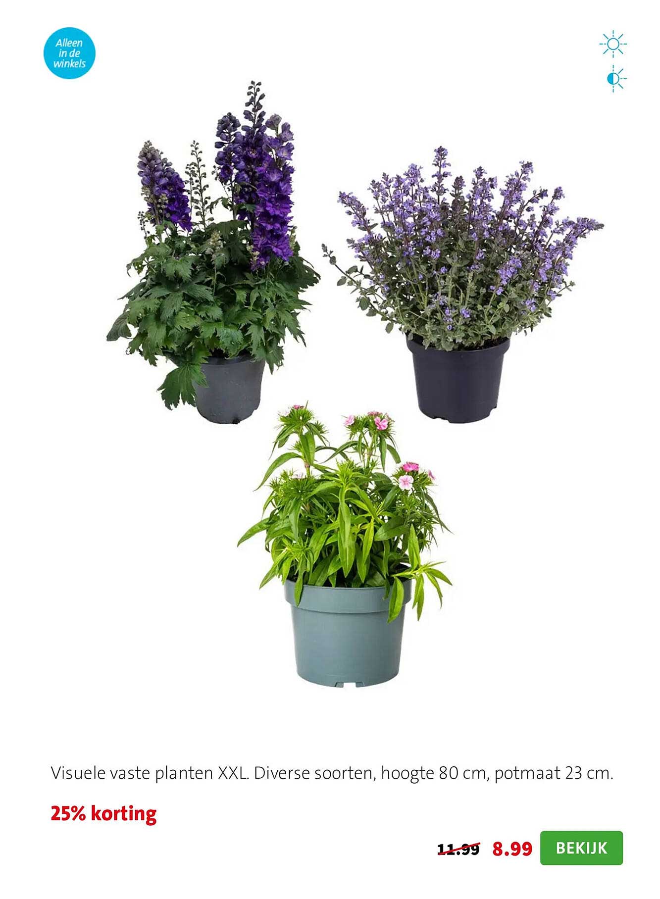 Visuele vaste planten XXL. Diverse soorten, hoogte 80 cm, potmaat 23 cm. 25% korting
