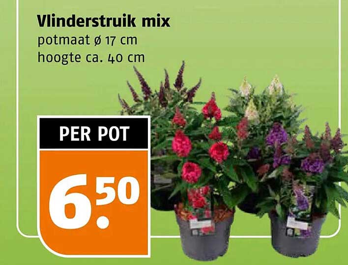 Vlinderstruik mix
