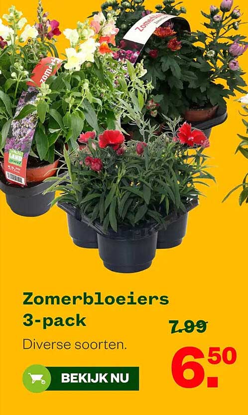 Zomerbloeiers 3-pack Diverse soorten.