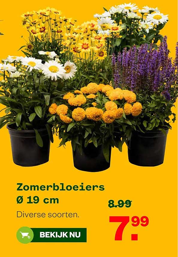 Zomerbloeiers Ø 19 cm Diverse soorten.