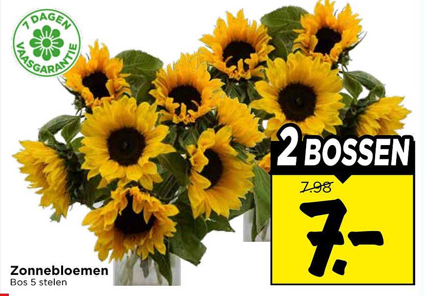 Zonnebloemen Bos 5 stelen 2 bossen