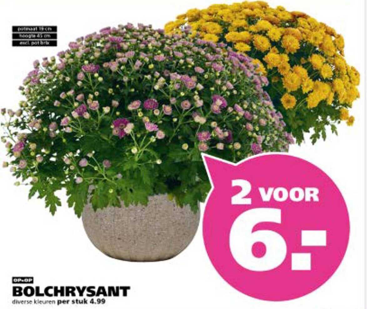 Bolchrysant