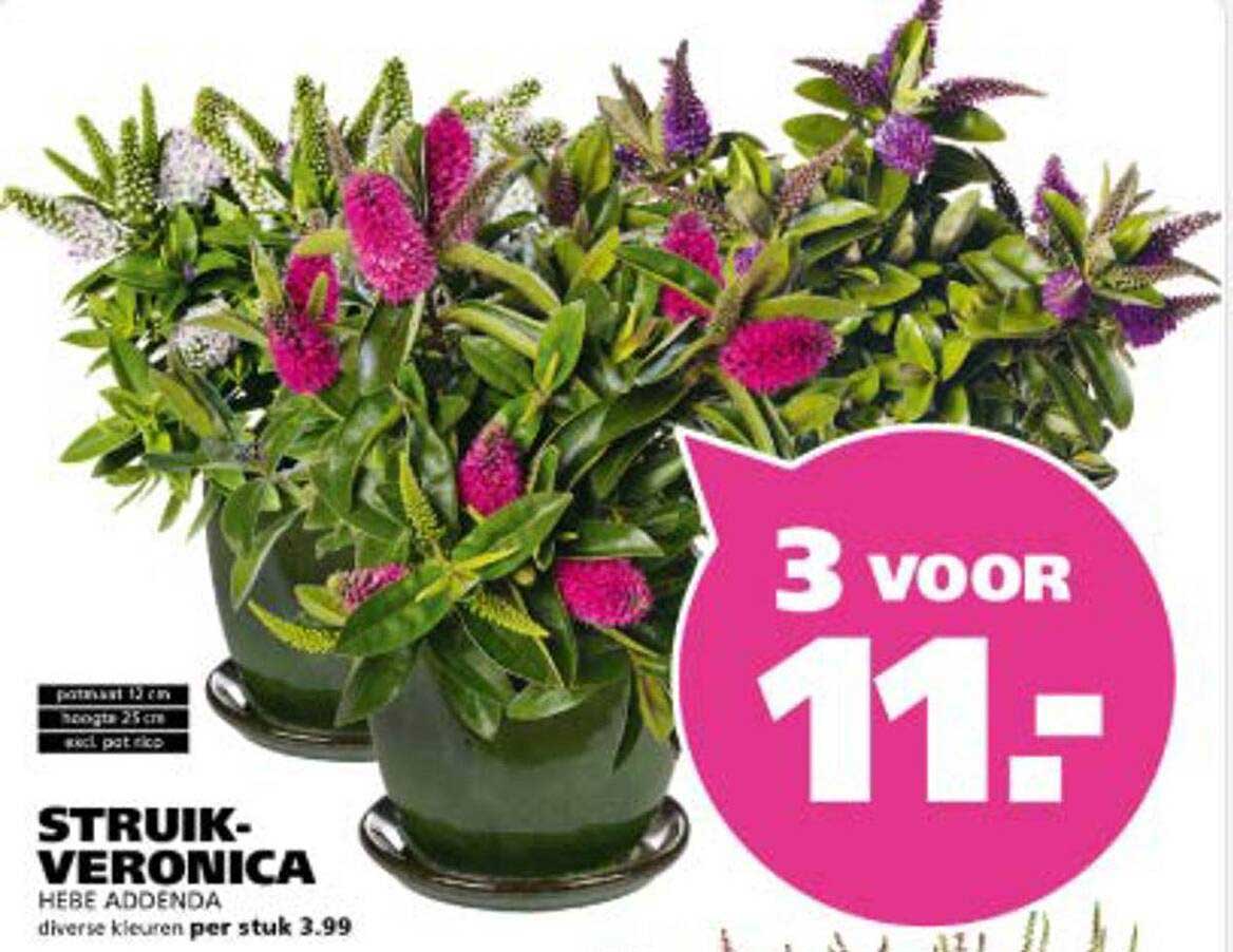 STRUIK-VERONICA HEBE ADDENDA