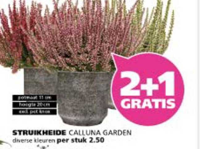 STRUIKHEIDE CALLUNA GARDEN
