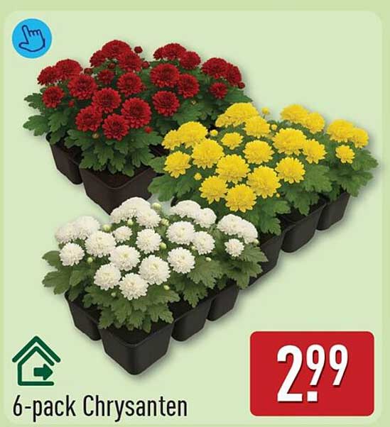 6-pack Chrysanten