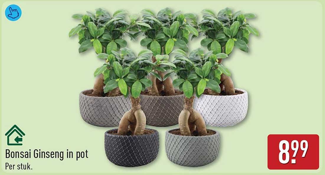 Bonsai Ginseng in pot