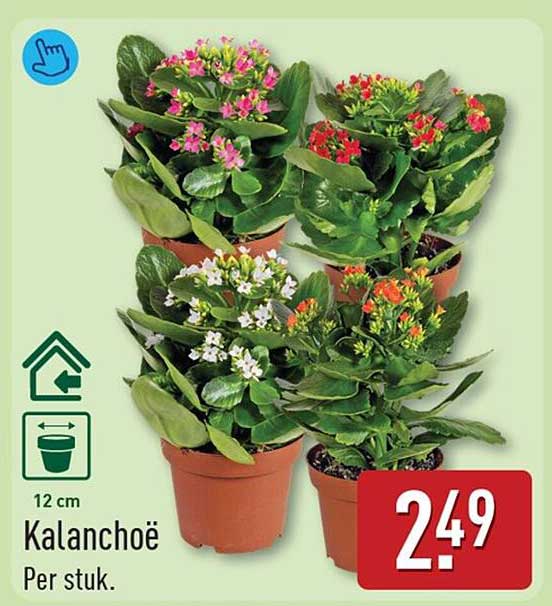Kalanchoë