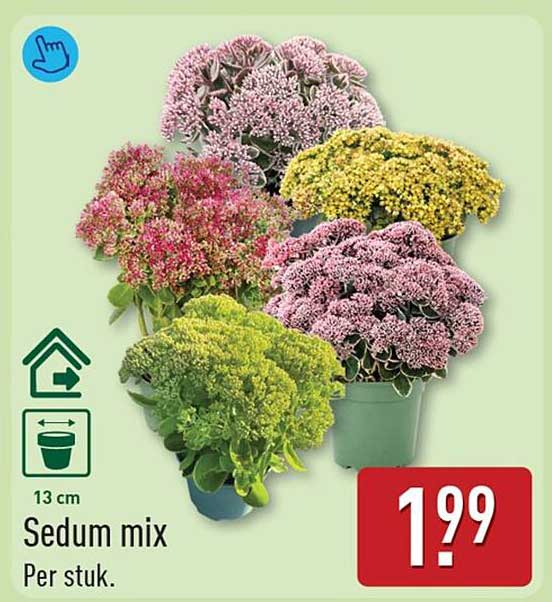 Sedum mix