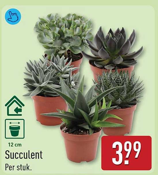 Succulent