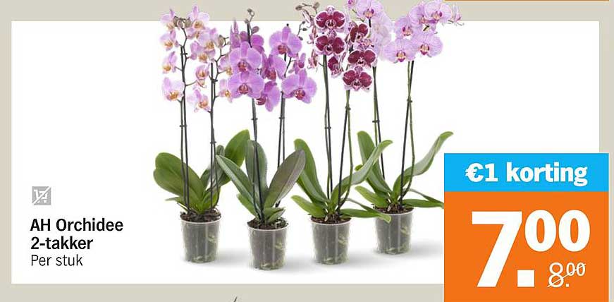 AH Orchidee 2-takker
