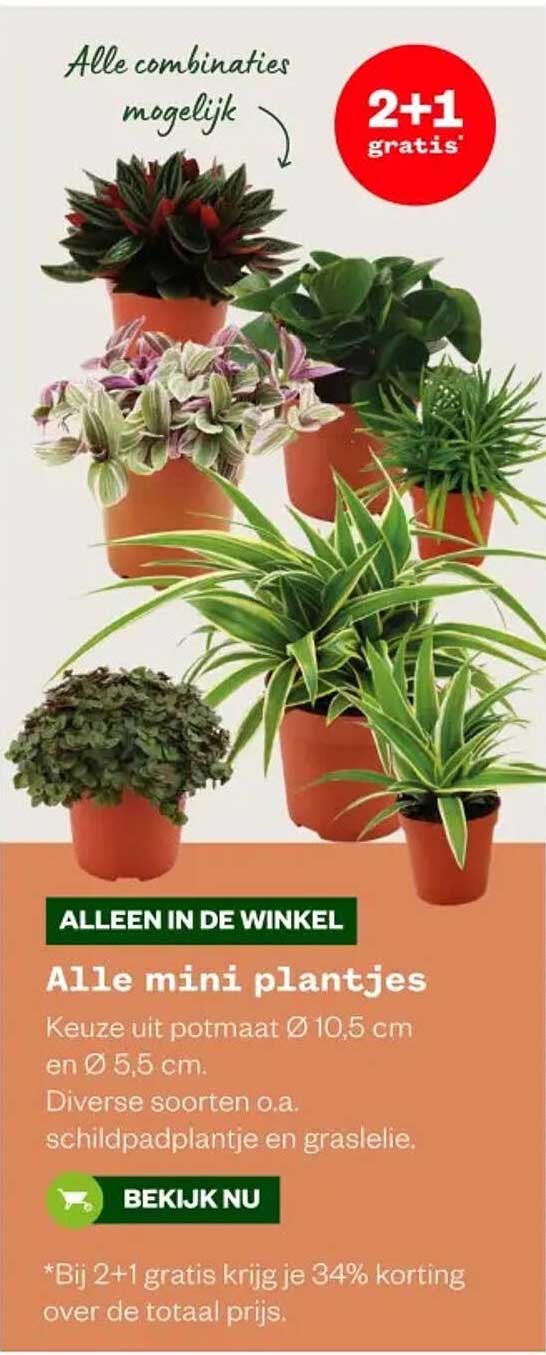 Alle mini plantjes