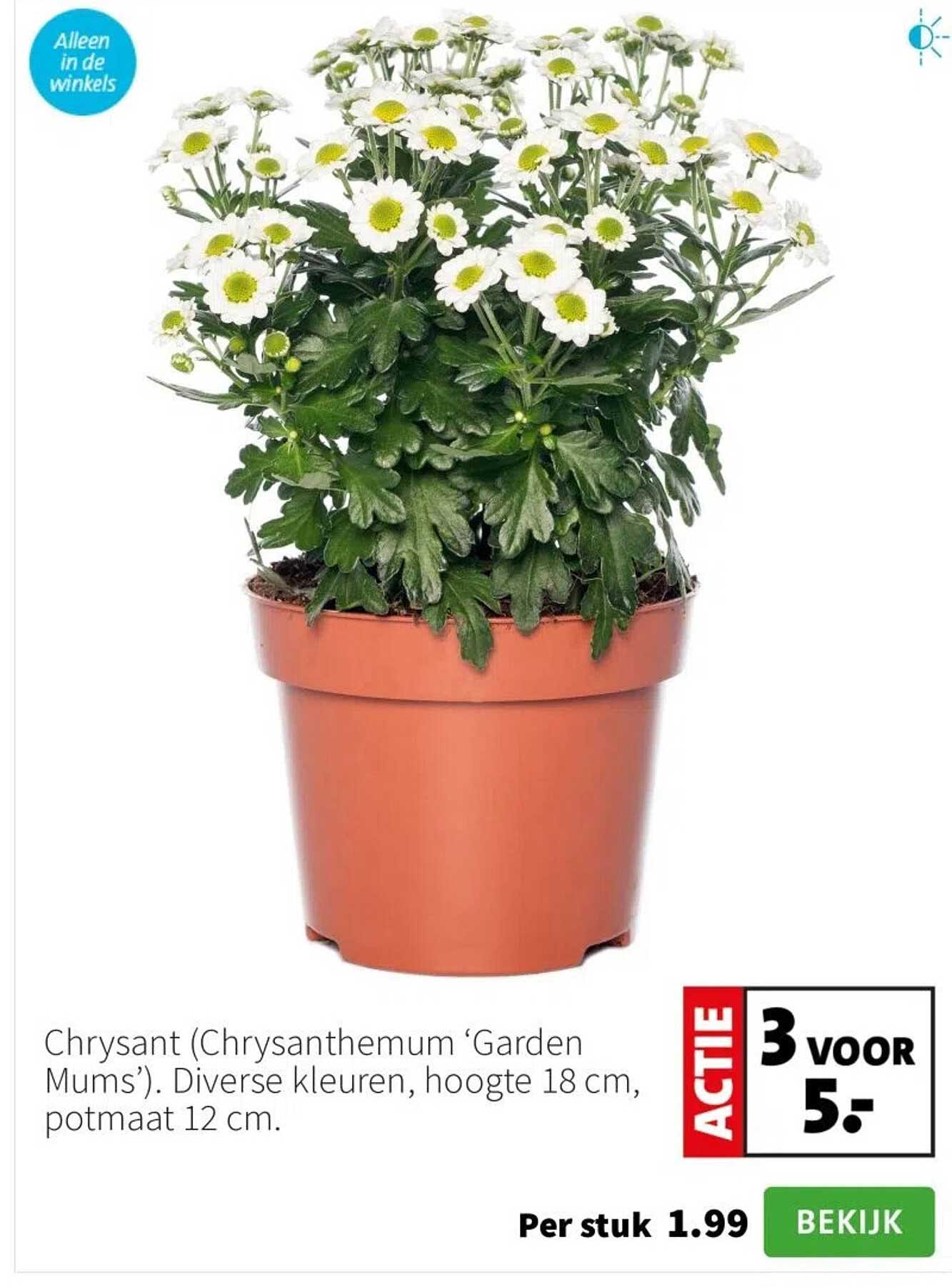 Chrysant (Chrysanthemum ‘Garden Mums’)