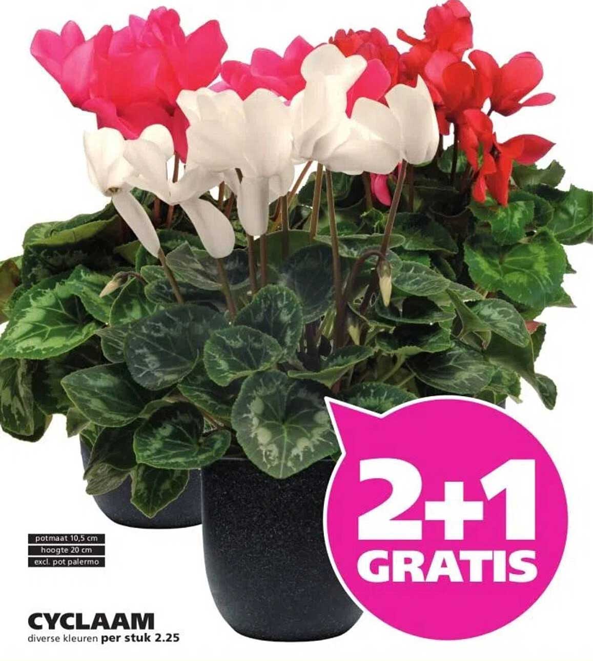Cyclaam diverse kleuren per stuk 2.25