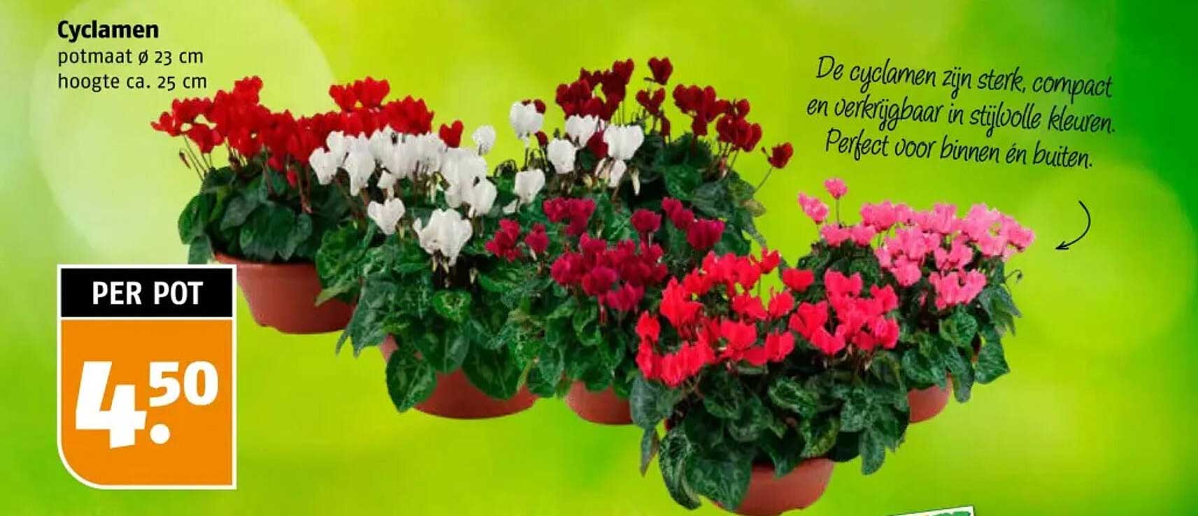 Cyclamen potmaat Ø 23 cm hoogte ca. 25 cm