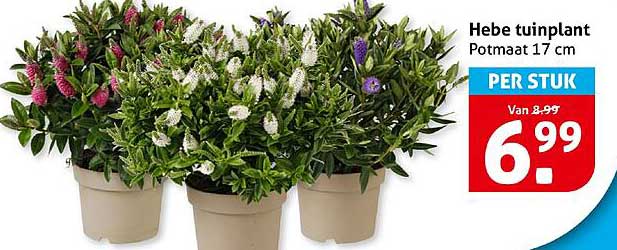 Hebe tuinplant Potmaat 17 cm