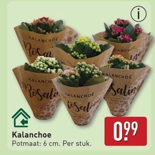 Kalanchoë