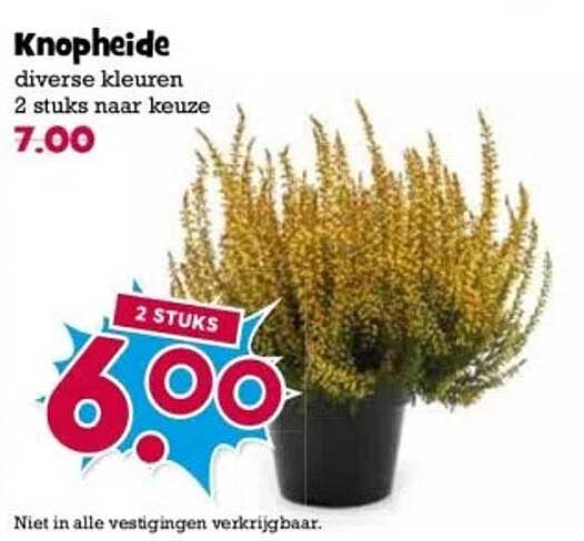 Knopheide