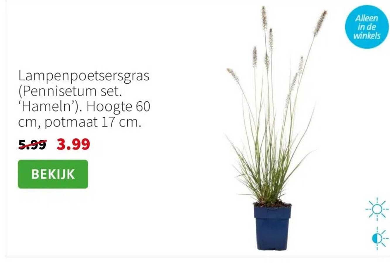 Lampenpoetsersgras (Pennisetum set. ‘Hameln’)