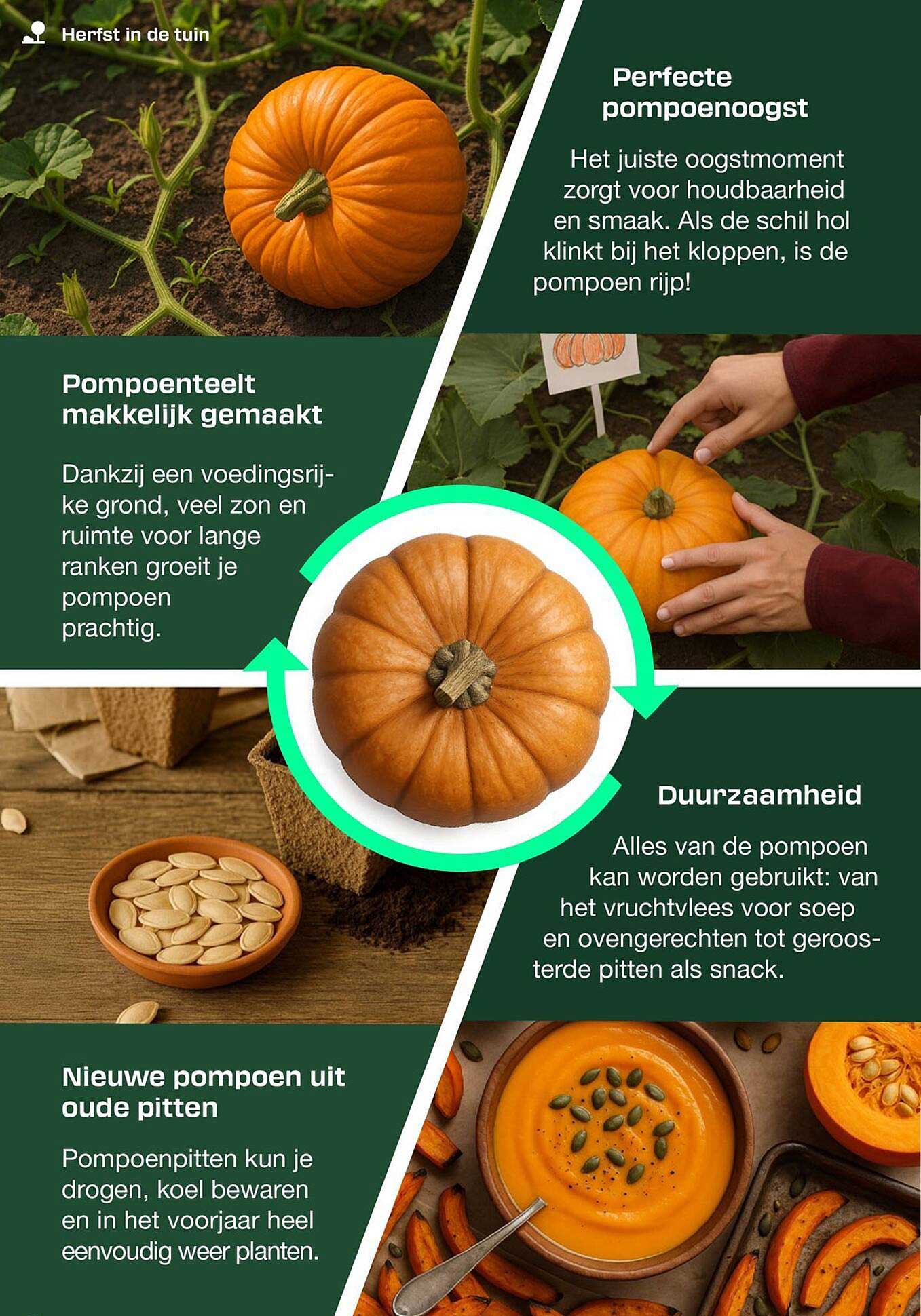 Pompoenen
