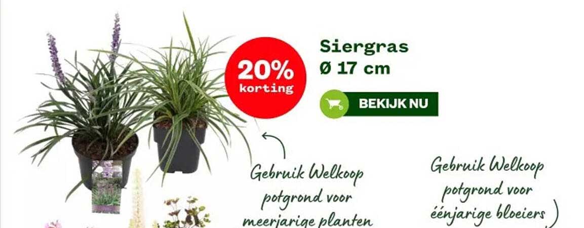 Siérgras Ø 17 cm