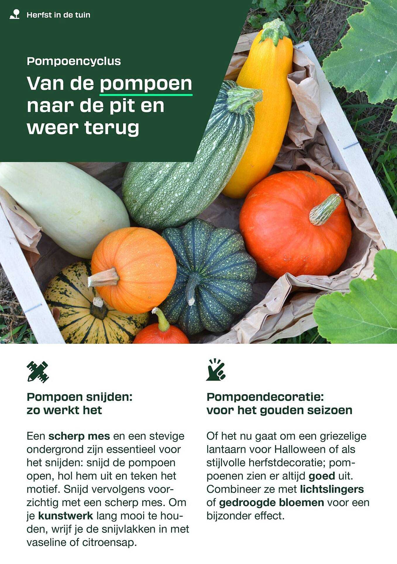 Van de pompoen naar de pit en weer terug