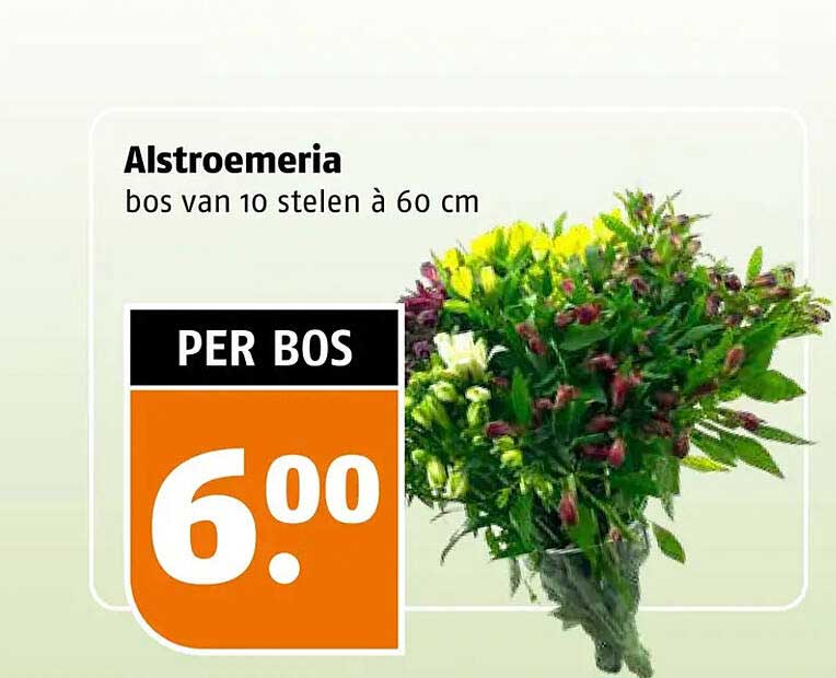 Alstroemeria bos van 10 stelen à 60 cm
