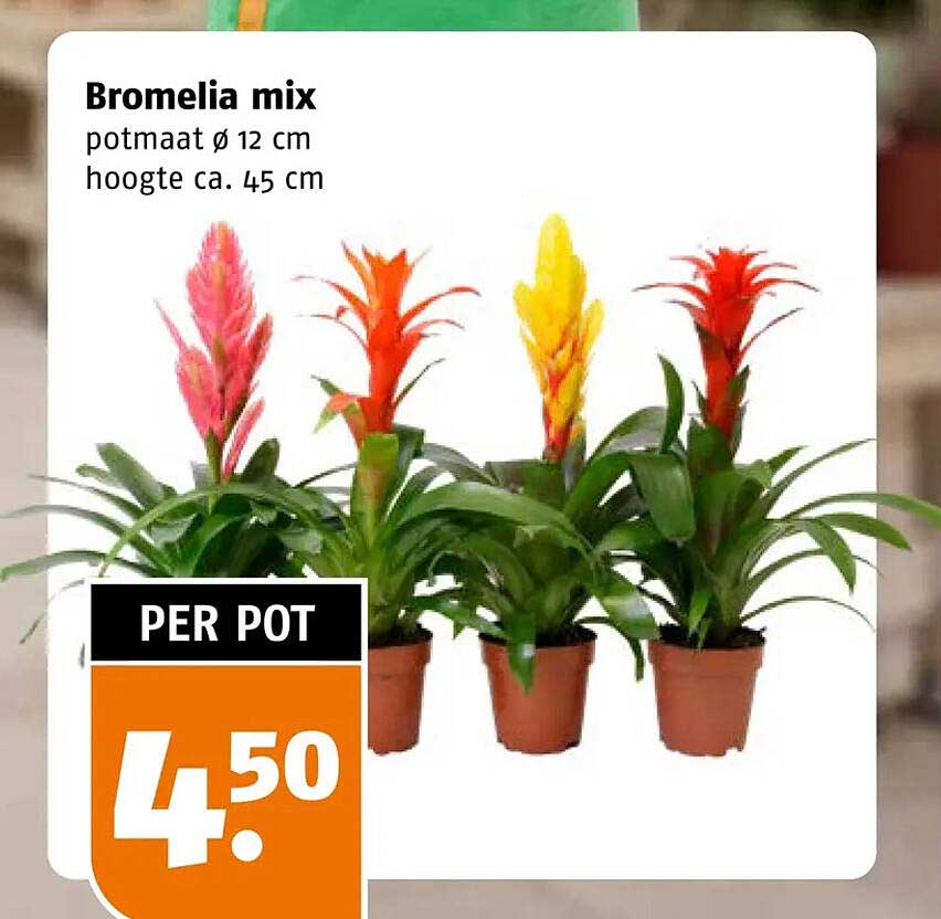 Bromelia mix