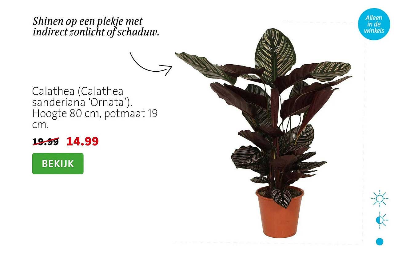 Calathea (Calathea sanderiana ‘Ornata’). Hoogte 80 cm, potmaat 19 cm.