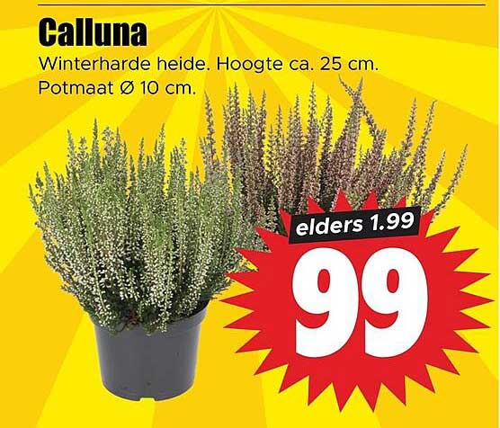 Calluna Winterharde heide. Hoogte ca. 25 cm. Potmaat Ø 10 cm.
