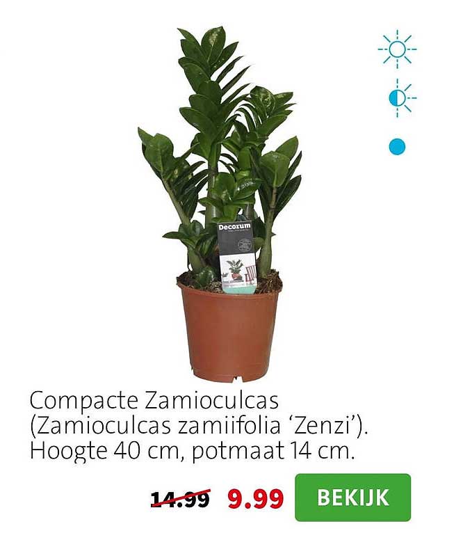 Compacte Zamioculcas (Zamioculcas zamiifolia ‘Zenzi’). Hoogte 40 cm, potmaat 14 cm.