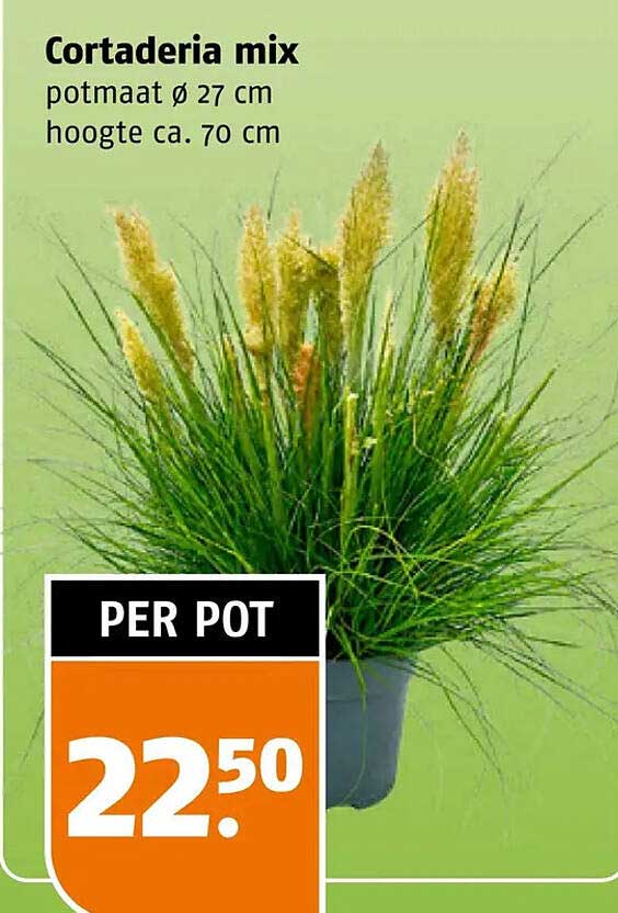 Cortaderia mix potmaat ø 27 cm hoogte ca. 70 cm