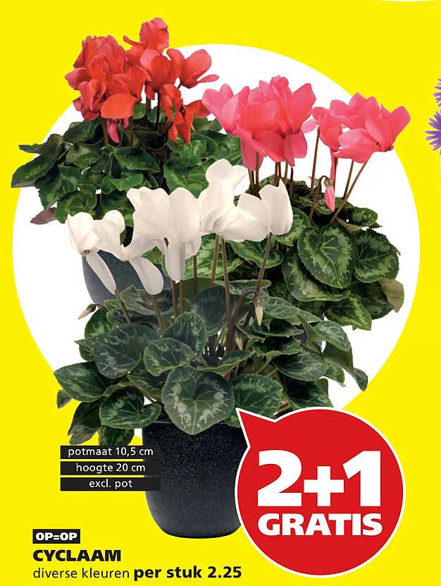 CYCLAAM diverse kleuren per stuk 2.25 2+1 GRATIS