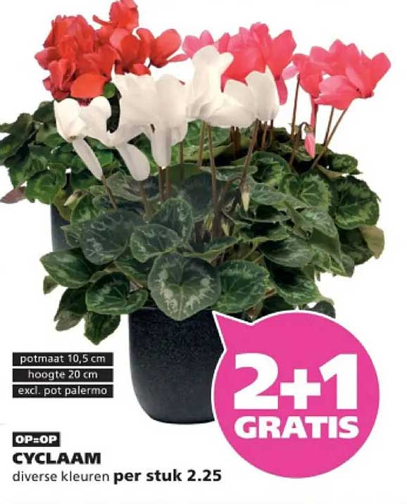 CYCLAAM diverse kleuren per stuk 2.25 2+1 GRATIS