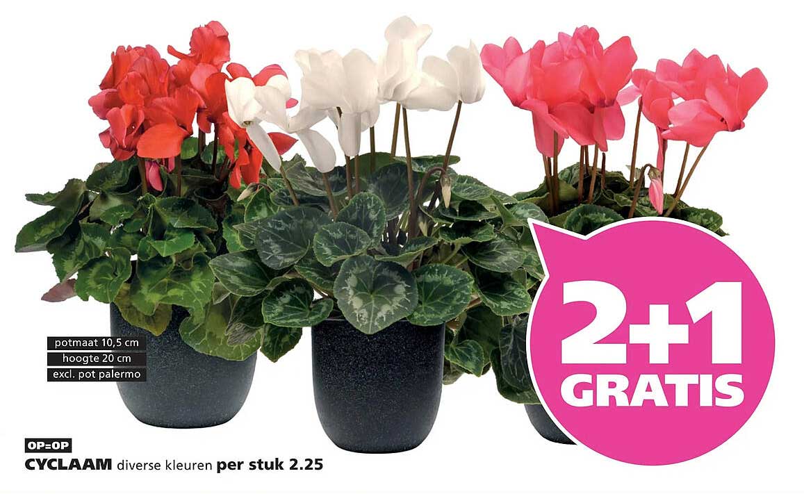 CYCLAAM diverse kleuren per stuk 2.25 2+1 GRATIS