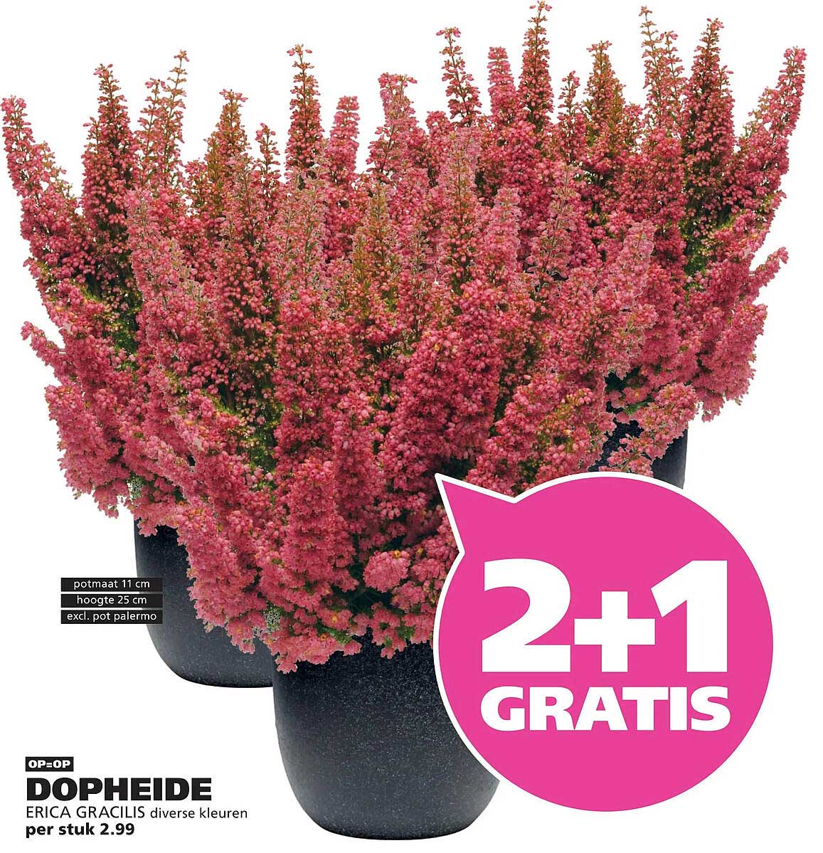 DOPHEIDE ERICA GRACILIS diverse kleuren 2+1 GRATIS
