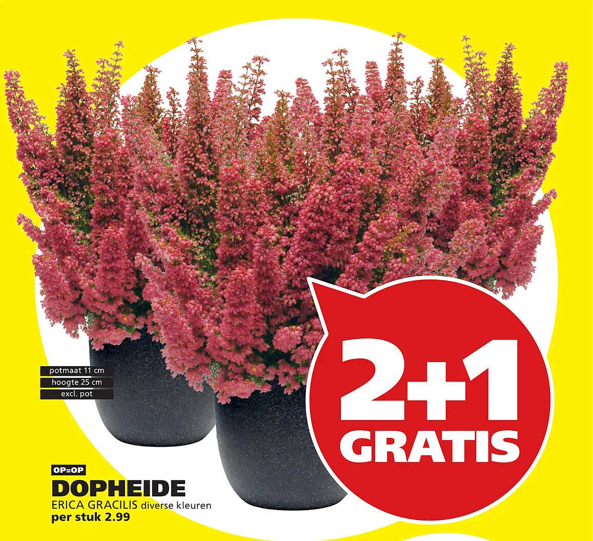 DOPHEIDE ERICA GRACILIS diverse kleuren 2+1 GRATIS