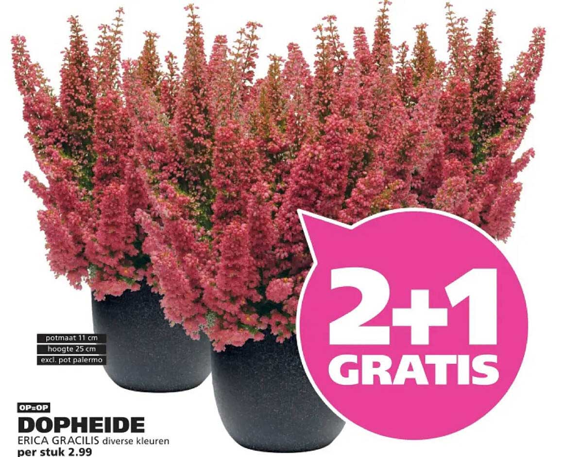 DOPHEIDE ERICA GRACILIS diverse kleuren 2+1 GRATIS