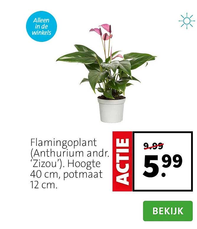 Flamingoplant (Anthurium andr. ‘Zizou’). Hoogte 40 cm, potmaat 12 cm. ACTIE