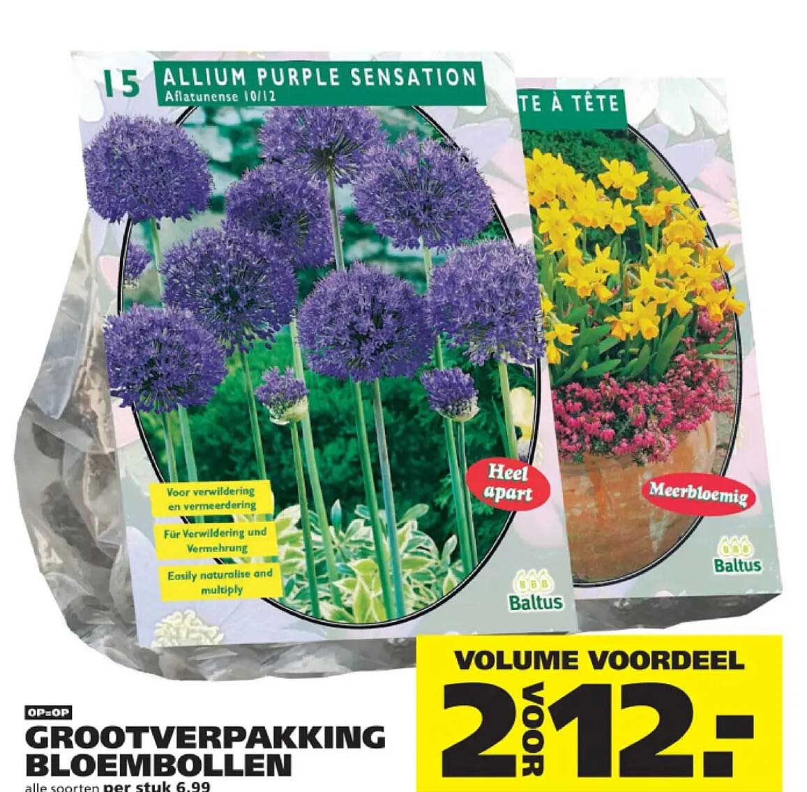 GROOTVERPAKKING BLOEMBOLLEN