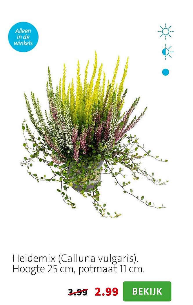 Heidemix (Calluna vulgaris). Hoogte 25 cm, potmaat 11 cm.