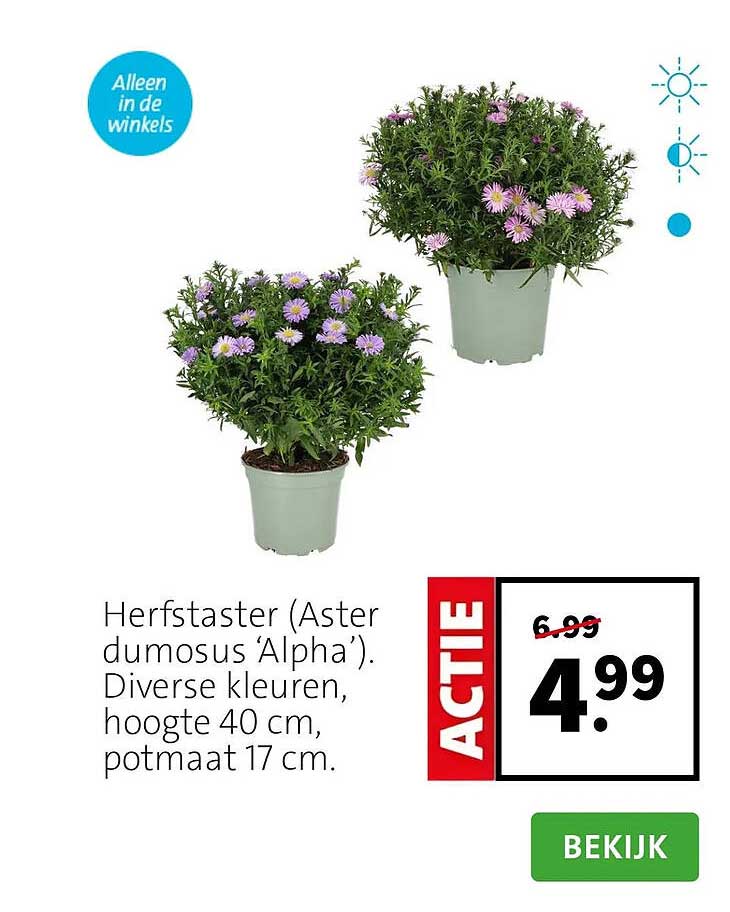Herfstaster (Aster dumosus 'Alpha'). Diverse kleuren, hoogte 40 cm, potmaat 17 cm.
