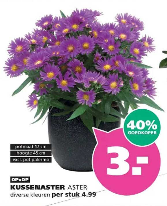 KUSSENASTER ASTER diverse kleuren per stuk