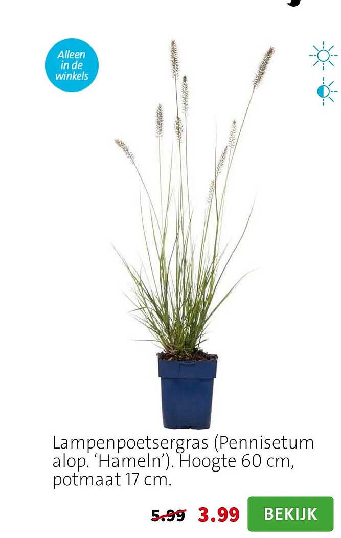 Lampenpoetsergras (Pennisetum alop. ‘Hameln’). Hoogte 60 cm, potmaat 17 cm.